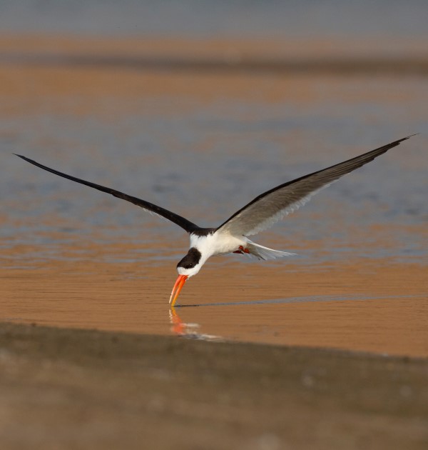 Bird in Panna