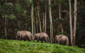 Elephant family in wild nature walking near the forest